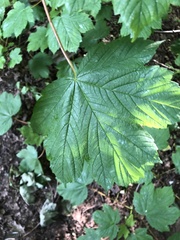 Acer pseudoplatanus