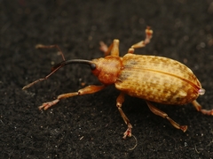 Dorytomus