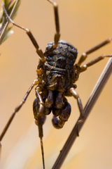 Protolophus