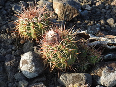 Melocactus curvispinus koolwijkianus