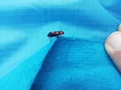 Cercopis vulnerata