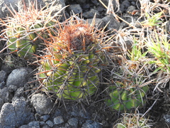 Melocactus curvispinus koolwijkianus