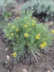 Lomatium graveolens graveolens