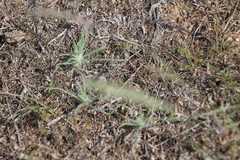 Ceratocarpus arenarius