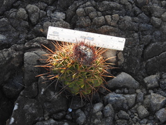 Melocactus curvispinus koolwijkianus