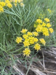 Lomatium graveolens graveolens