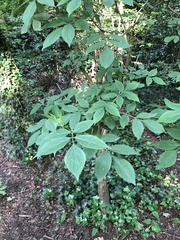Sambucus nigra