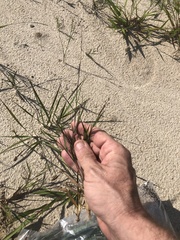 Dichanthelium aciculare