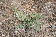 Prangos odontalgica