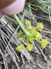 Lomatium graveolens graveolens