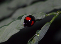 Coelophora biplagiata