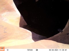 Aphelocoma woodhouseii