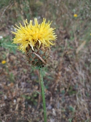 Centaurea collina