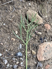 Lomatium graveolens graveolens