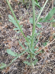 Centaurea collina