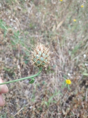 Centaurea collina
