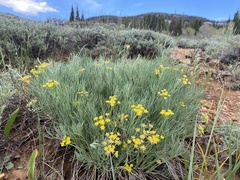 Lomatium graveolens graveolens