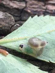 Macrophya alboannulata