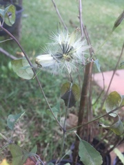 Porophyllum ruderale