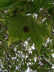 Magnoliopsida