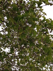 Magnoliopsida