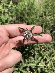 Monardella odoratissima pallida