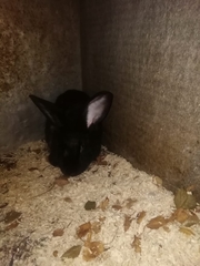 Chinchilla