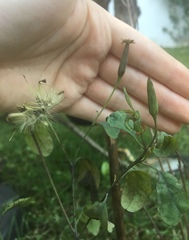 Porophyllum ruderale