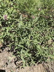 Monardella odoratissima pallida