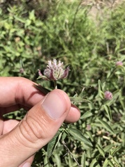 Monardella odoratissima pallida