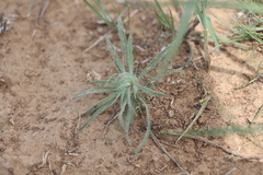 Ceratocarpus arenarius