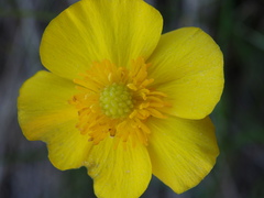 Ranunculus bupleuroides