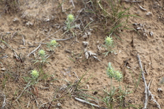 Ceratocephala testiculata