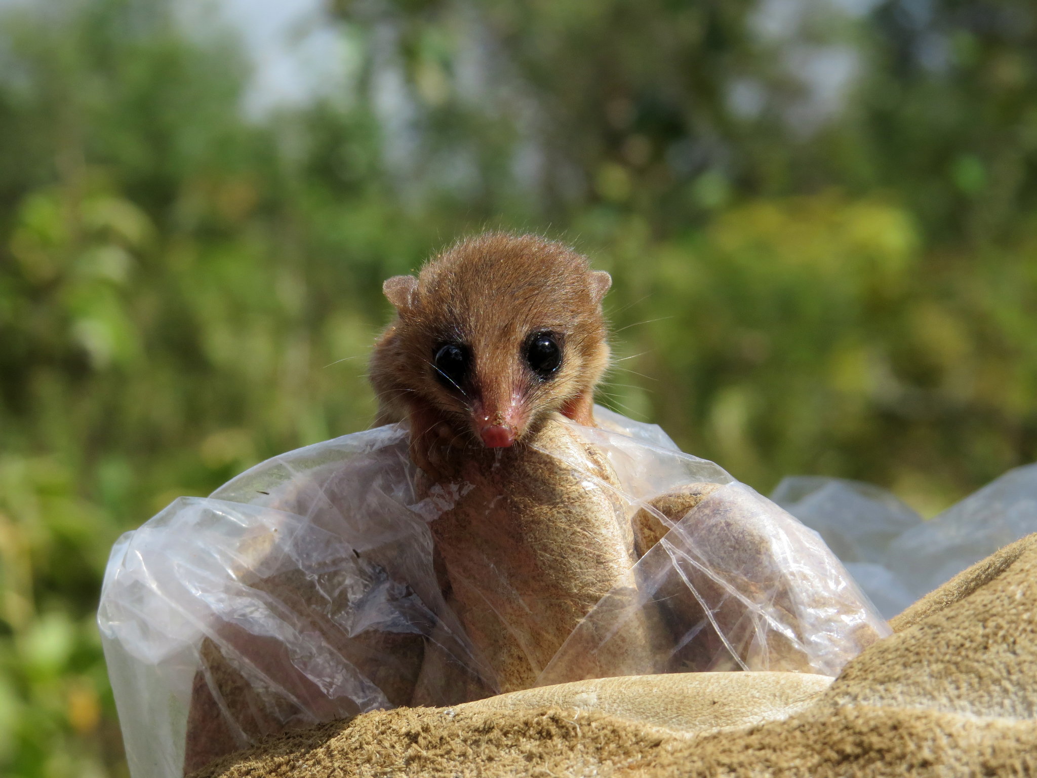 Chacoan Gracile Opossum Cryptonanus chacoensis iNaturalist