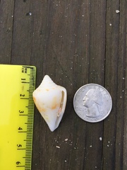 Conasprella delessertii