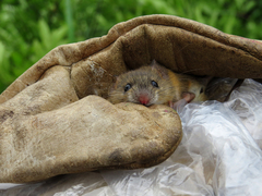 Oligoryzomys nigripes