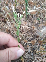 Centaurium pulchellum