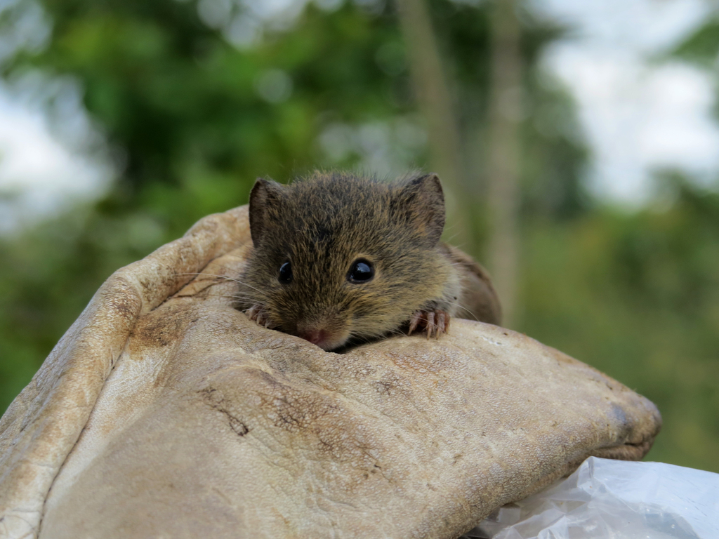 Hairy-Tailed Akodont