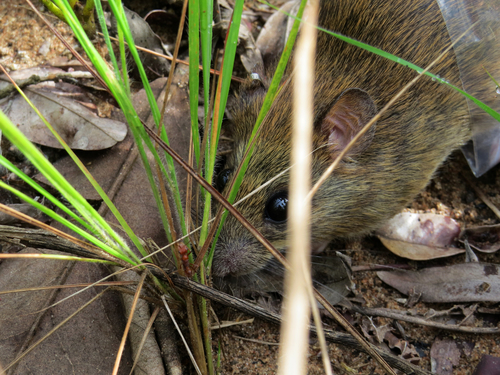 Lindbergh's Rice Rat (Cerradomys scotti) — Least Concern Mammalia