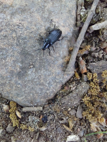 Bearded False Darkling Beetle