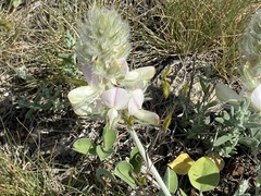 Hedysarum candidum
