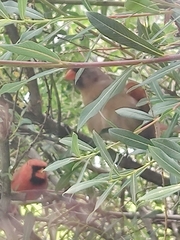 Cardinalis cardinalis