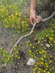 Drymarchon melanurus