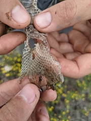 Drymarchon melanurus