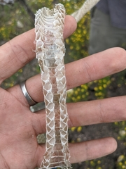 Drymarchon melanurus