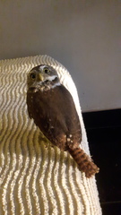 Glaucidium