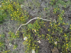 Drymarchon melanurus