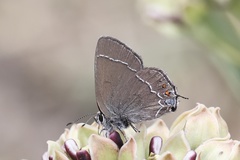 Satyrium polingi