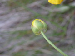 Ranunculus bupleuroides