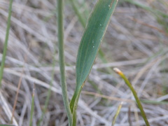 Ranunculus bupleuroides